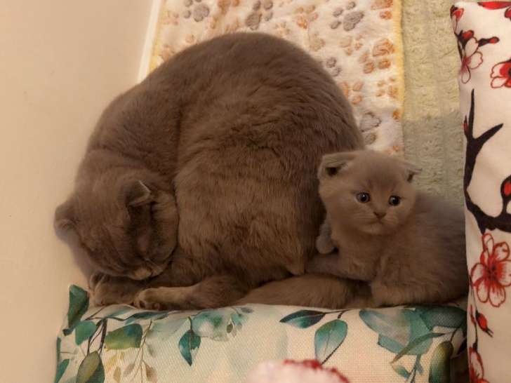 Chatons de type British Shorthair à vendre (1 femelle & 1 mâle)
