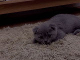 Chatons de type British Shorthair à vendre (1 femelle & 1 mâle)