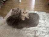 Chatons de type British Shorthair à vendre (1 femelle & 1 mâle)