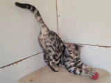 Chat Bengal mâle LOOF né mai 2024 en vente