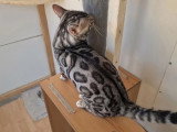Chat Bengal mâle LOOF né mai 2024 en vente