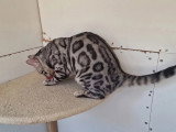 Chat Bengal mâle LOOF né mai 2024 en vente
