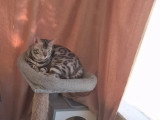 Chat Bengal mâle LOOF né mai 2024 en vente