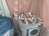 Chat Bengal mâle LOOF né mai 2024 en vente