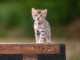 Chaton femelle Bengal LOOF à réserver né en avril 2026