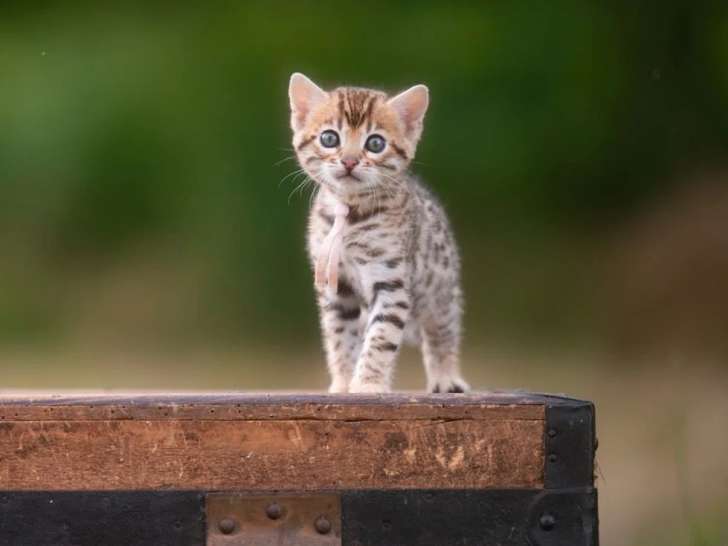 Chaton femelle Bengal LOOF à réserver né en avril 2026