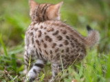 Chaton femelle Bengal LOOF à réserver né en avril 2026