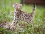 Chaton femelle Bengal LOOF à réserver né en avril 2026