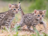 Chaton femelle Bengal LOOF à réserver né en avril 2026