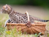 Chaton femelle Bengal LOOF à réserver né en avril 2026