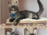 Chaton Maine Coon mâleLOOF à réserver né en février 2026