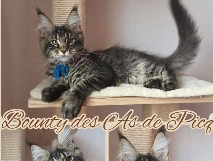 Chaton Maine Coon mâleLOOF à réserver né en février 2026