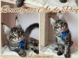 Chaton Maine Coon mâleLOOF à réserver né en février 2026
