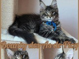 Chaton Maine Coon mâleLOOF à réserver né en février 2026