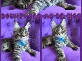 Chaton Maine Coon mâleLOOF à réserver né en février 2026