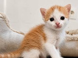 Biscoff, chaton à adopter en association
