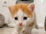 Biscoff, chaton Ă adopter en association