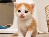 Biscoff, chaton Ă adopter en association