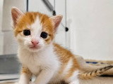 Bora, chaton à adopter en association