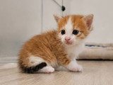 Bora, chaton à adopter en association