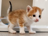 Bora, chaton à adopter en association