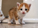 Bora, chaton à adopter en association