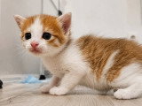 Bora, chaton à adopter en association