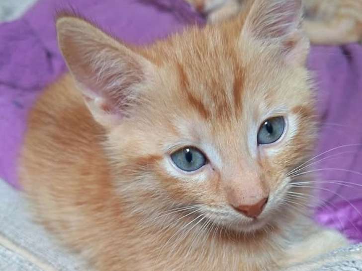 Harry, chaton roux tigré à adopter en association