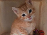 Harry, chaton roux tigré à adopter en association
