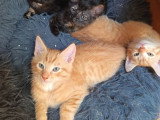Harry, chaton roux tigré à adopter en association