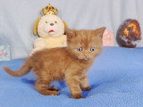 Adorables chatons British Shorthair LOOF  à réserver