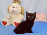 Adorables chatons British Shorthair LOOF  à réserver