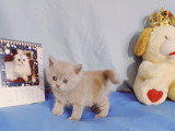 Adorables chatons British Shorthair LOOF  à réserver