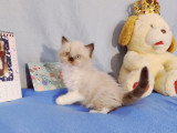 Adorables chatons British Shorthair LOOF  à réserver