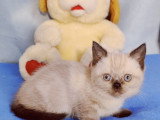 Adorables chatons British Shorthair LOOF  à réserver
