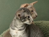 Chaton Oriental mâle bleu spotted tabby de février 2026 à réserver LOOF