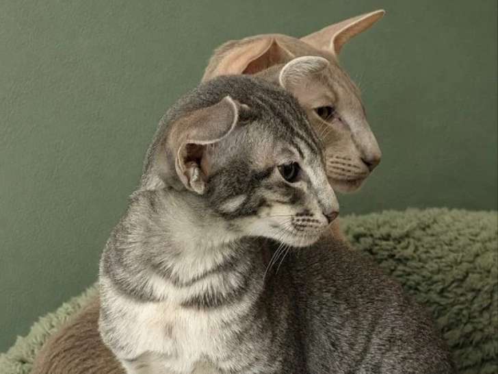Chaton Oriental mâle bleu spotted tabby de février 2026 à réserver LOOF