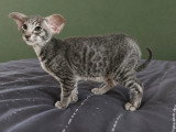 Chaton Oriental mâle bleu spotted tabby de février 2026 à réserver LOOF