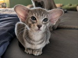 Chaton Oriental mâle bleu spotted tabby de février 2026 à réserver LOOF