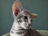 Chaton Oriental mâle bleu spotted tabby de février 2026 à réserver LOOF