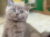 Chaton Scottish Straight mâle lilac non LOOF de mars 2026 à vendre
