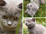 Chaton Scottish Straight mâle lilac non LOOF de mars 2026 à vendre