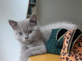 Chaton Scottish Straight mâle lilac non LOOF de mars 2026 à vendre