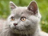 Chaton Scottish Straight mâle lilac non LOOF de mars 2026 à vendre