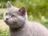 Chaton Scottish Straight mâle lilac non LOOF de mars 2026 à vendre