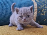 3 chatons  British Shorthair LOOF lilac et bleu nés en avril 2026 à vendre