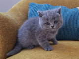 3 chatons British Shorthair LOOF lilac et bleu nés en avril 2026 à vendre