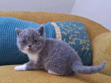 3 chatons British Shorthair LOOF lilac et bleu nés en avril 2026 à vendre