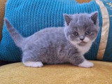 3 chatons British Shorthair LOOF lilac et bleu nés en avril 2026 à vendre