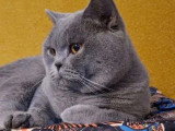 3 chatons British Shorthair LOOF lilac et bleu nés en avril 2026 à vendre
